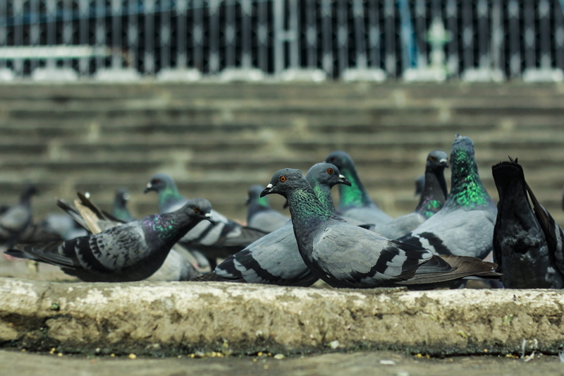 mallard duck, nature, group of animals, 4K, animal themes, two animals, spread wings, flying, duck, male animal, bird, animals in the wild, day, hyderabad
