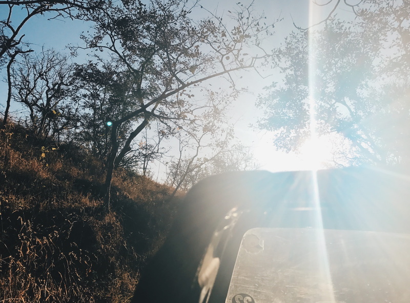 sunlight, explore, safari, sun, day, 2K, flare, tranquility, brightly lit, forest, trees, travel, plant, scenics - nature, lens, lens flare, mode of transportation