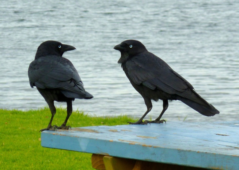 daytime, picnic tables, picnic spot, 2K, animal wildlife, birds, feathers, talking, wings, wooden, day, perching, australian native bird, togetherness