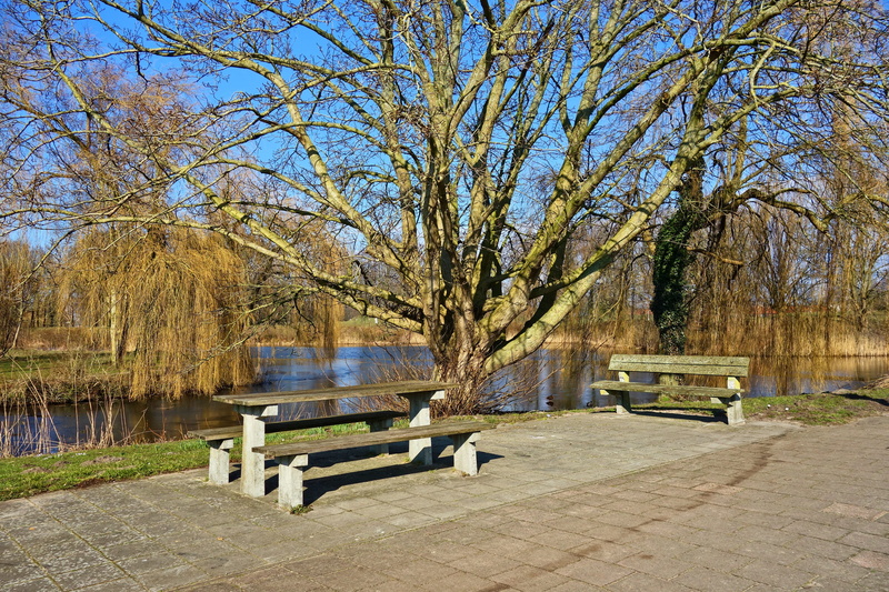 bench, wooden table, seat, water, park - man made space, branch, park, trunk, park bench, empty, pond, resting, picnic, tree trunk, absence, 5K, resting place