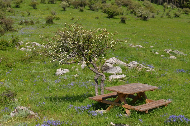 beauty in nature, wood - material, flowering plant, green color, outdoors, vratsa, field, flowers, flower, green, tranquility, land, plant, natural park