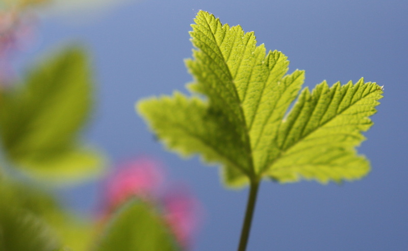 Macro, nature, picnic, 2K, sky, spot, Aero, shrub