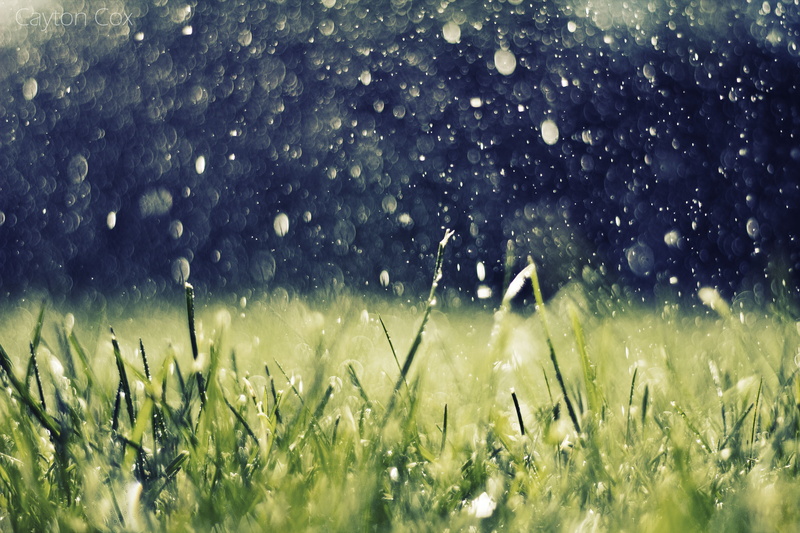 selective focus, grass, 5K, growth, water drops, beauty in nature, landscape, outdoors, day, wet, agriculture, rain, nature, no people, drop, blade of grass