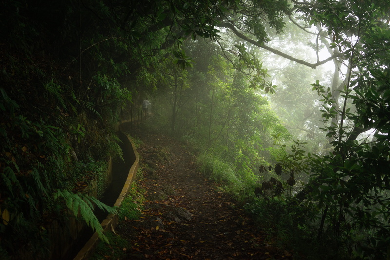 beauty in nature, 5K, non-urban scene, road, growth, path, trees, woods, rainforest, mist, land, outdoors, ribeiro frio, no people, forest, dirt, branch