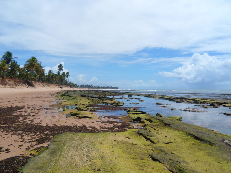 Beach, sky, tranquil scene, Deserted, tree, tranquility, brazil, no people, Bahia, idyllic, 4K, Strong, sea, non-urban scene, scenics - nature, water