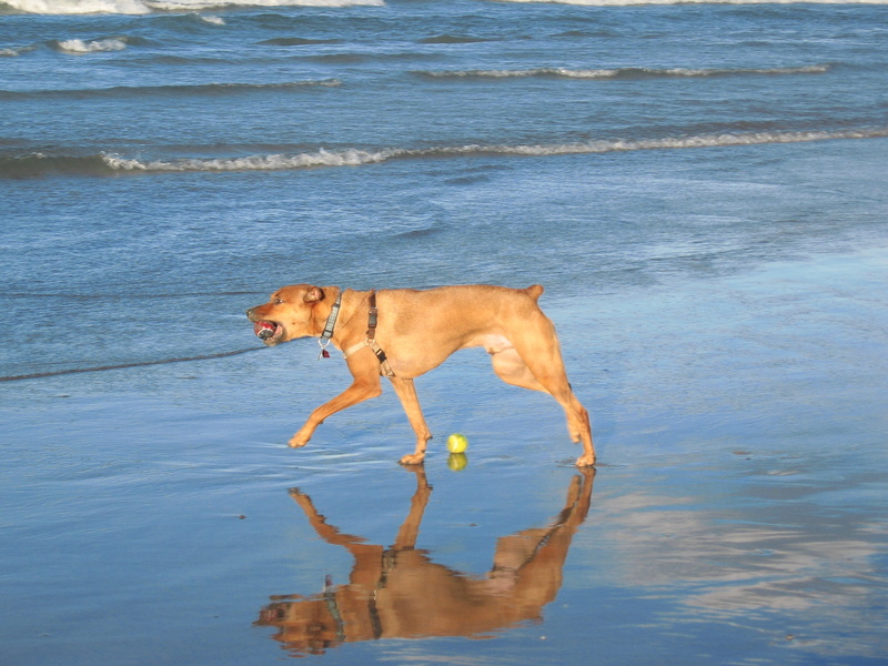 Dog, animal, waterfront, mammal, pets, moving, Coast, day, shoreline, calm, no people, domestic, coast, Nature, sunny, motion, natural, 2K, lake, strong