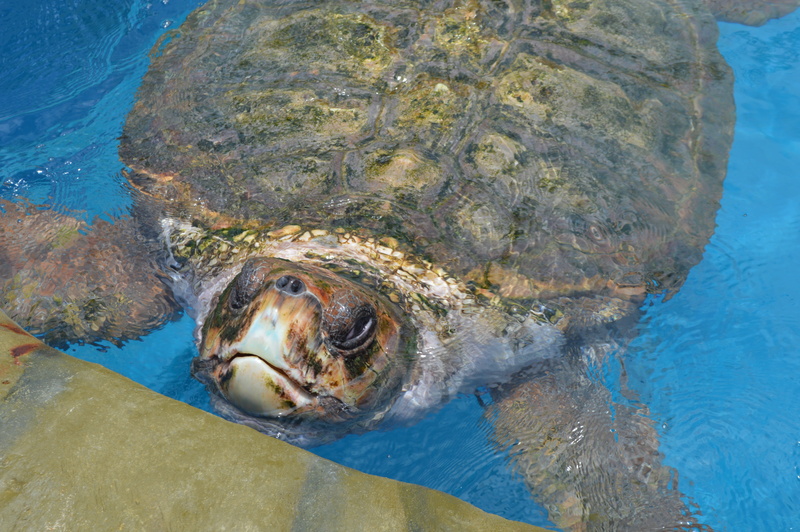 animal head, outdoors, animals in the wild, 5K, turtle, underwater, swimming pool, mar, brazil, bahia, giant tortoise, high angle view, water, nature