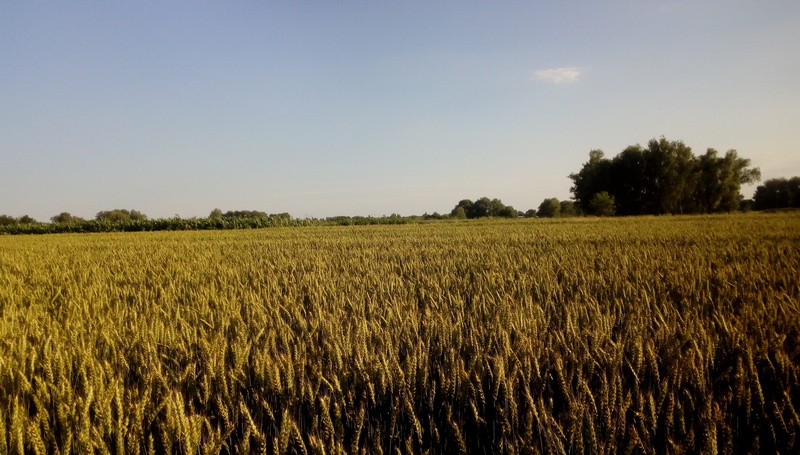 harvest, gold, outdoors, niwa, growth, plant, beauty in nature, landscape, countryside, golden, clear sky, spikes, rural scene, environment, day, krupa