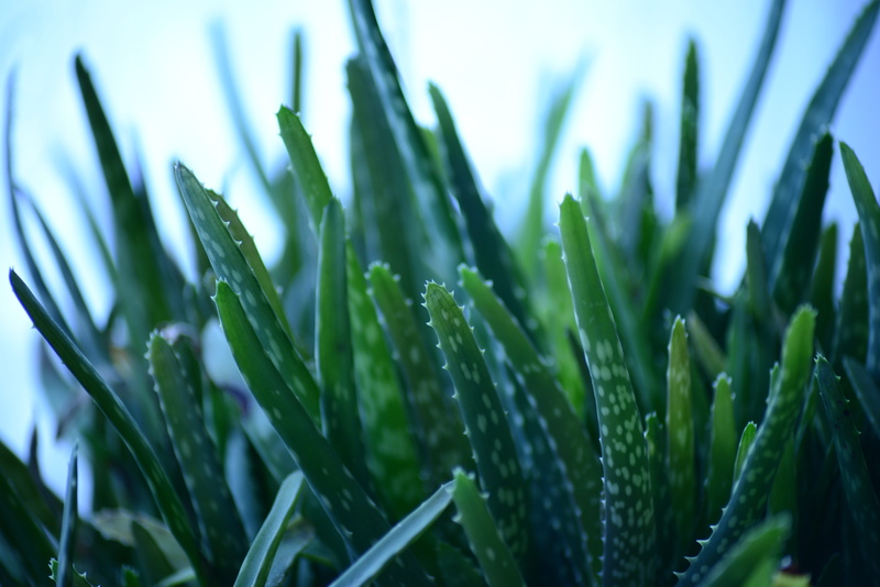 desert lily, field, green color, 5K, outdoors, tranquility, beauty in nature, grass, succulent, aloe vera, raindrop, plant, no people, blade of grass