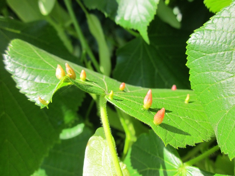 day, 1080P, animal themes, animal, plant part, outdoors, flora, green color, little-leaved linden, leaves, botany, macro, growth, plant, tilia cordata