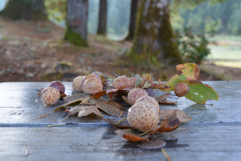 healthy eating, 5K, food and drink, gall-wasp, plant, plant part, focus on foreground, table, food, wood - material, nature, outdoors, close-up, oak, freshness