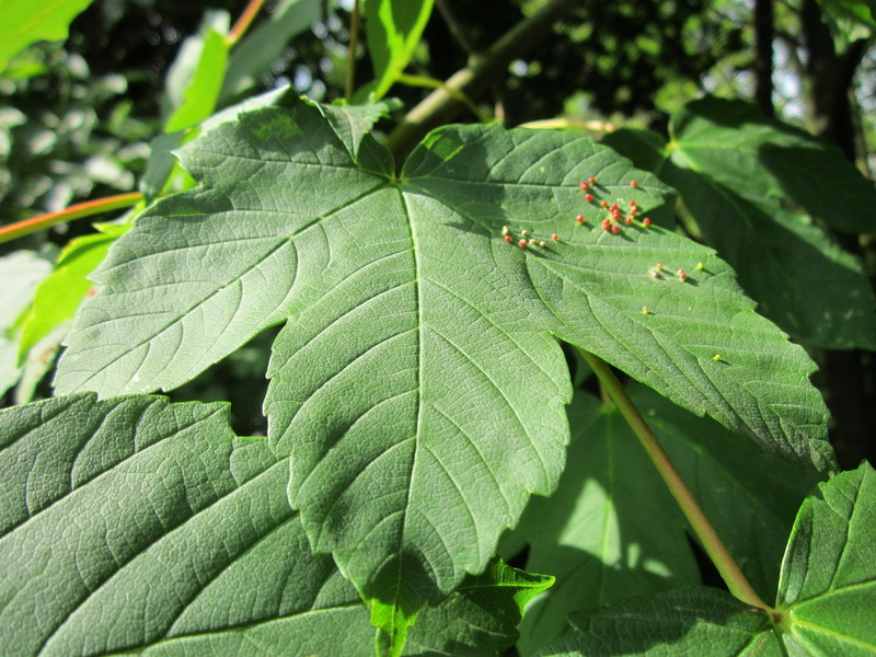 animal themes, maple, no people, insect, plant part, 1080P, galls, animal wildlife, one animal, focus on foreground, flora, day, growth, botany, animal