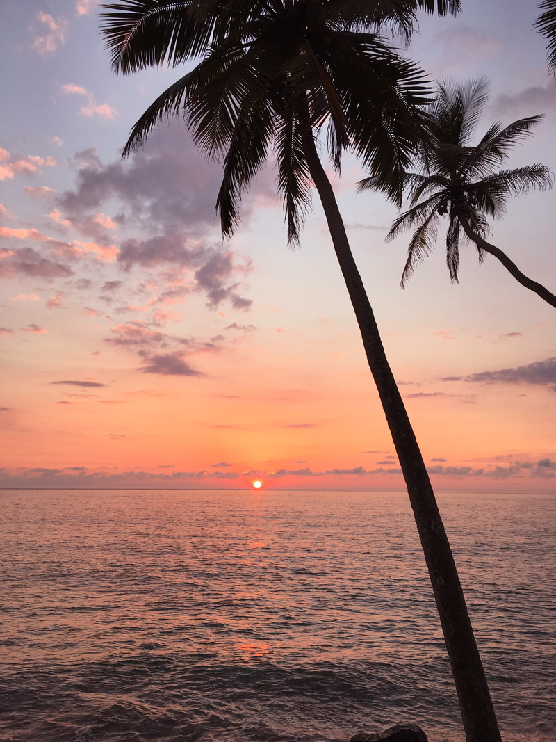 outdoors, tranquil scene, no people, water, palm leaf, coconut palm tree, tranquility, horizon over water, 2 galle rd, orange color, 4K, horizon, beauty in nature