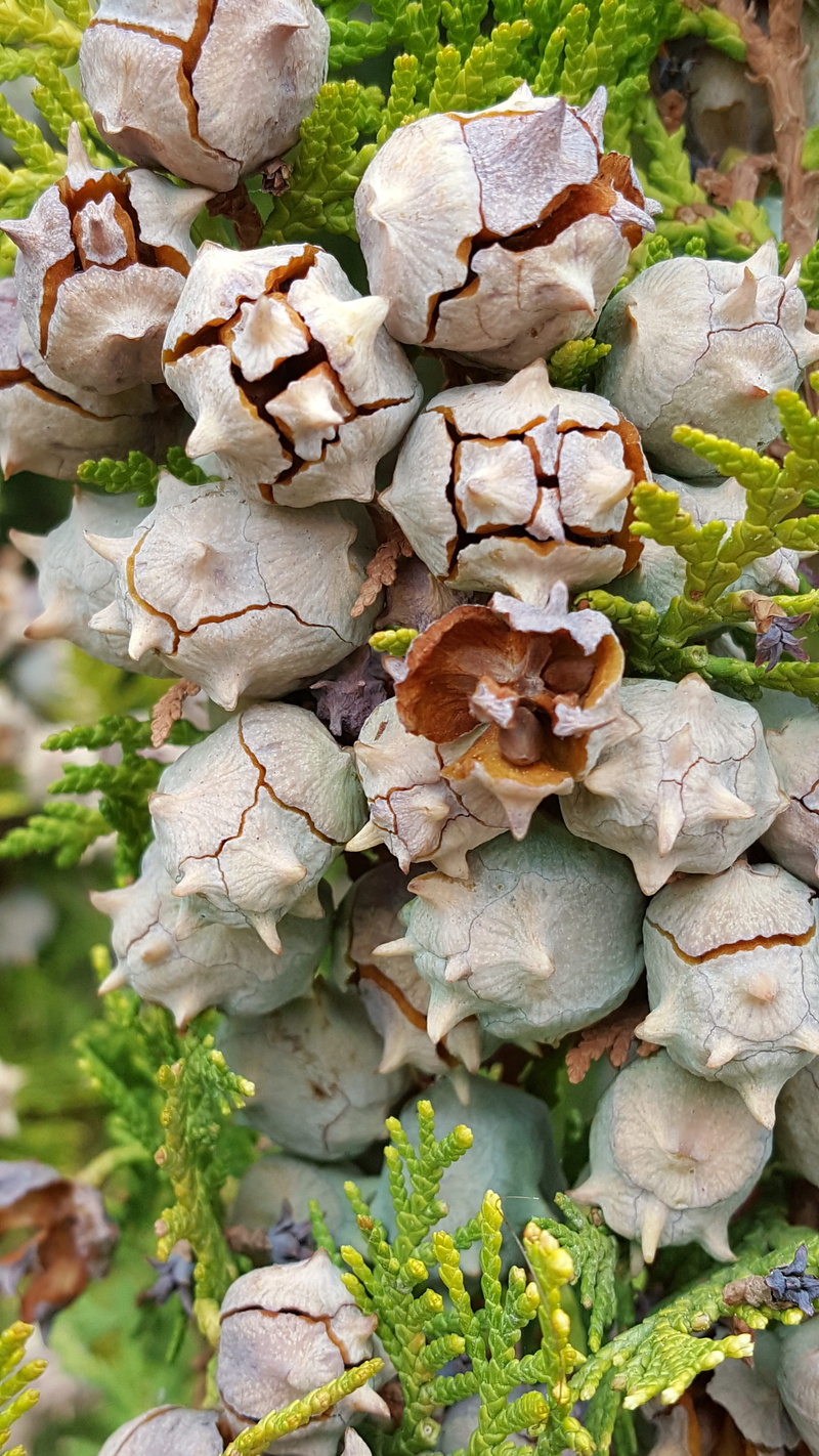 flavor, gall nut, hydrangea, inflorescence, leaf, no people, 5K, beauty in nature, flowering plant, gall, focus on foreground, plant, freshness, wilted plant