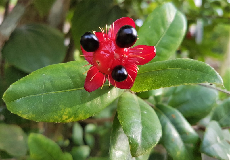tropics, flower head, garden, nature, growth, flowering plant, day, honey bee, cherry, sri lanka, beauty in nature, food, 2K, 9provinces, fruit, green color