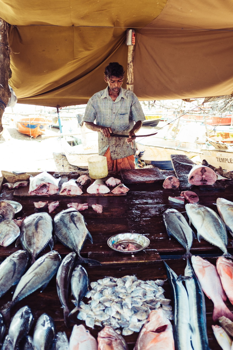 business, adult, sea, for sale, fishingboat, standing, seafood, market stall, galle, retail, market, food and drink, working, real people, occupation, day
