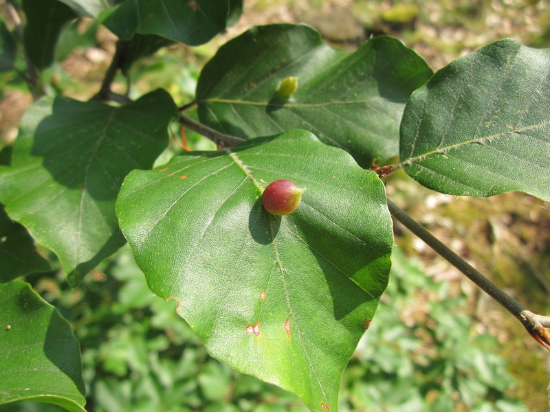 selective focus, european beech, growth, beauty in nature, fagus sylvatica, galls, outdoors, nature, leaves, close-up, species, flora, wellbeing, green color