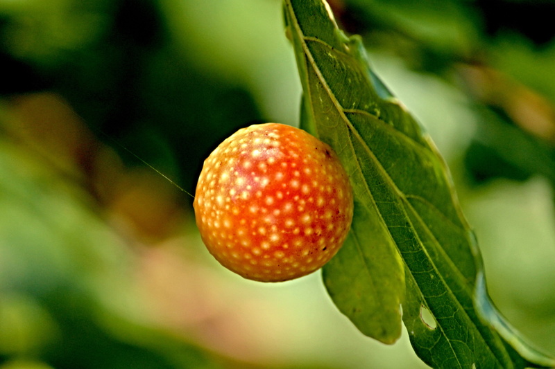 wasp larvae, fruit, oak gall wasp, gallic acid, no people, food, wasps, leaf, growth, 4K, ripe, galls, freshness, oak gall, insect, green color, oriental chestnut gall wasp