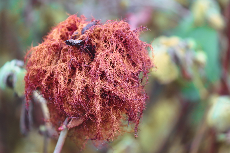 nature, bile, rose galle, beauty in nature, red, brown, outdoors, purple, growth, dry, oriental chestnut gall wasp, day, food, 5K, plant part, rose apple