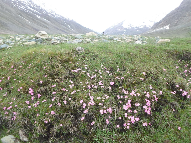 mountain, freshness, ghizer, 2K, plant, day, flowering plant, gilgit, wildflower, nature, landscape, scenics - nature, flower, fragility, outdoors, phander