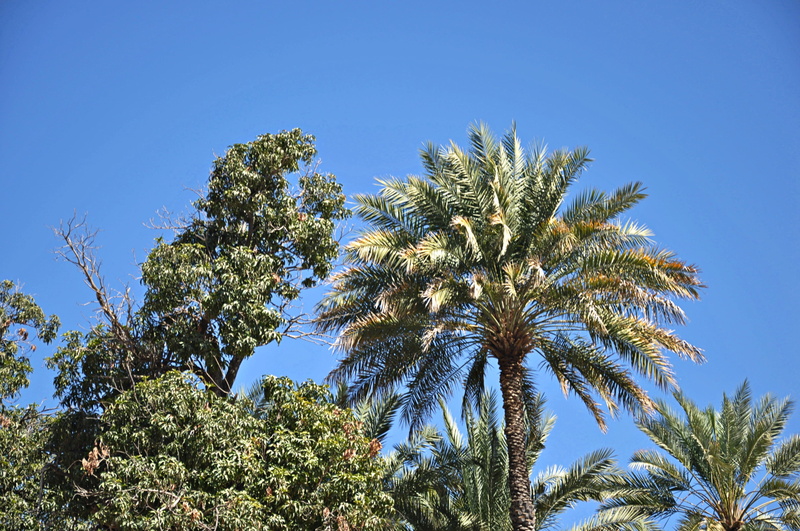 low angle view, nature, tropical tree, tropical climate, no people, growth, outdoors, palm leaf, beauty in nature, tranquility, sky, tree, sunny, scenics - nature