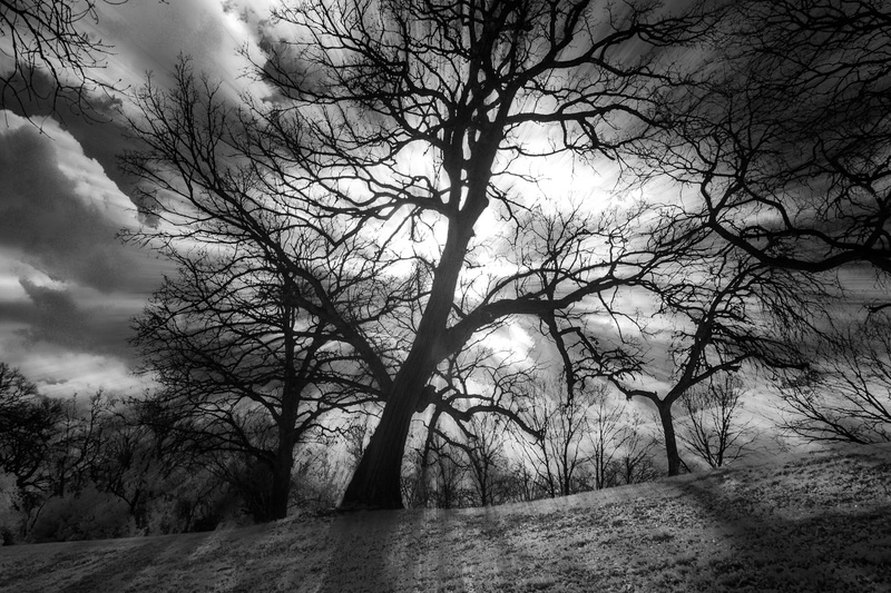 photography, silhouette, 720P, zoom, outdoors, against the light, branch, photo, gray scale, landscape, black And White, fort worth, light, nature, tree
