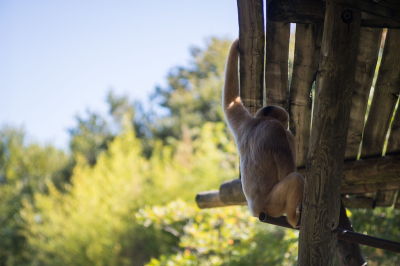 sky, fort worth zoo, united states, wild, herbivorous, tree, focus on foreground, wood - material, thinking, animal, monkey, 4K, outdoors, one animal