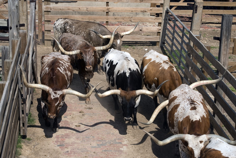 large group of animals, texas, tourists, western, cowtown, domestic animals, beef, animal, cowboys, show, animal wildlife, white, goat, high angle view