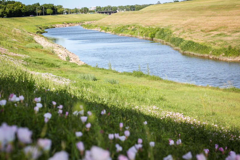 field, outdoors, flower, landscape, day, land, no people, flowing, beauty in nature, scenics - nature, water, fort worth, united states, green color, growth
