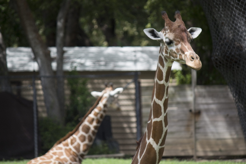 zoo, animals in the wild, day, mammal, 5K, livestock, giraffe, united states, animal head, wildlife, animal body part, animal neck, animal wildlife, fort worth