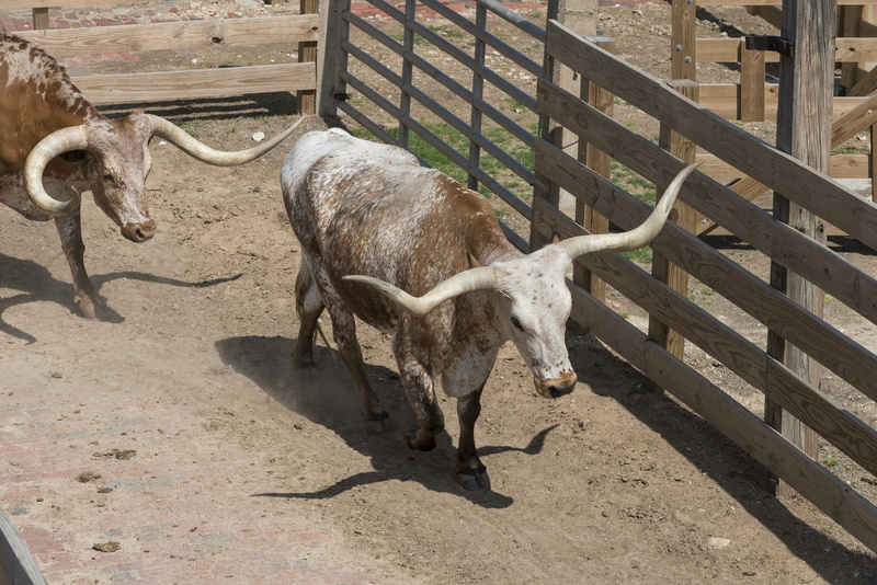 animal, usa, outdoors, high angle view, domestic animals, cattle drive, western, shadow, cowboys, show, nature, mammal, domestic, no people, beef, 2K