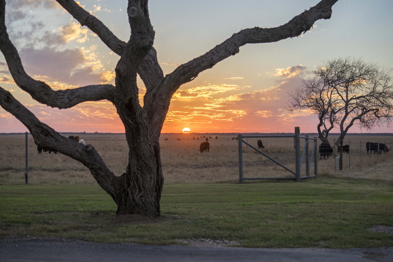 scenics, no people, trunk, fence, West Texas, grass, landscape, Sunset, tranquil scene, tree trunk, sky, scenics - nature, nature, Ranch, plant, cloud - sky