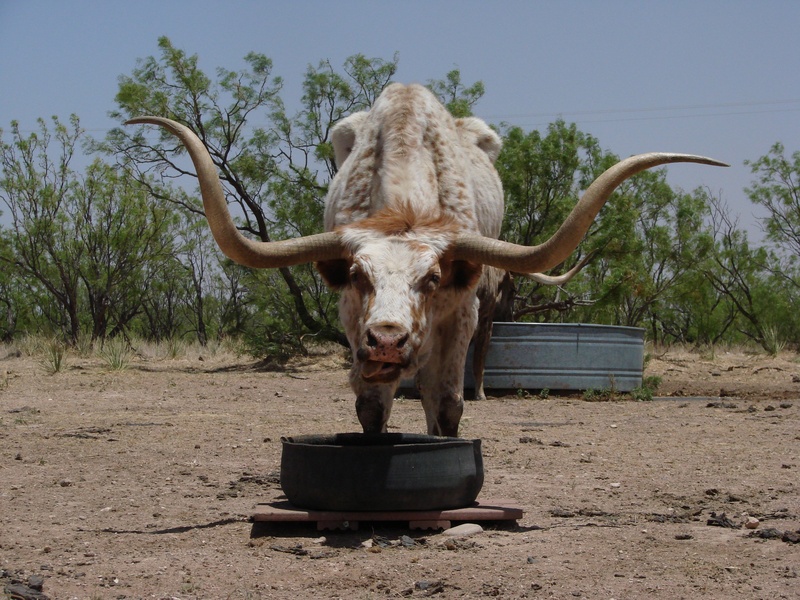 livestock, herbivorous, field, tree, outdoors, gray, looking at camera, horn, domestic, mammal, long, animal themes, west texas, plant, land, austin, no people