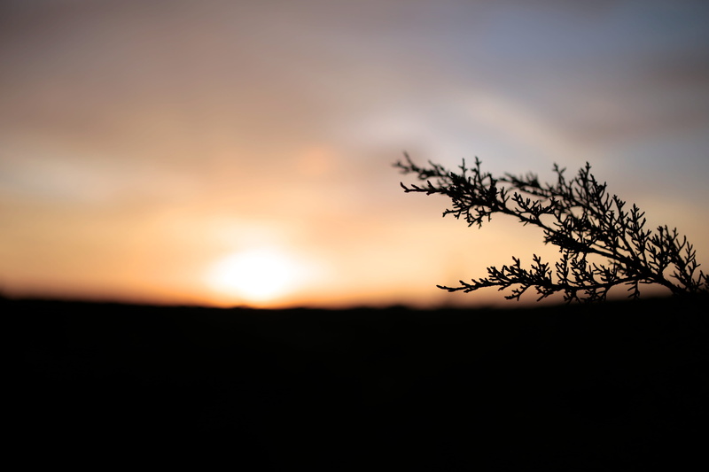 focus on foreground, texas, sunset, tranquil scene, hill country, 5K, life, tranquility, land, nature, outdoors, hunt, twig, stablewood springs drive west