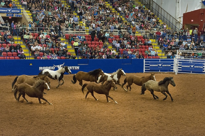 group of animals, mammal, livestock, usa, walking, animal wildlife, pets, crowd, domestic, austin, people, architecture, sport, cowboys, outdoors, domestic animals