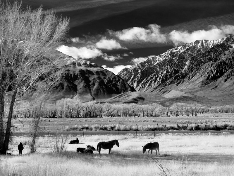 animal wildlife, flock, mountain, paddock, prairie, landscape, animal world, mountains, infra red, no people, clouds, united states, rural, pasture, eat