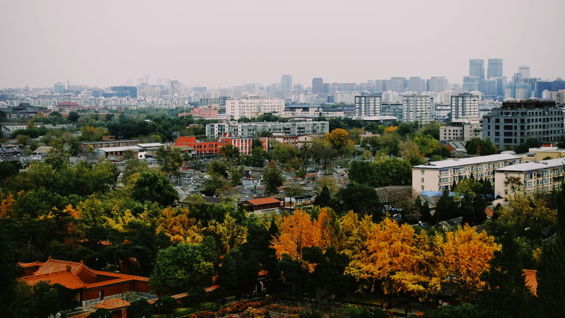 day, growth, apartment, jingshan park, china, no people, landscape, 5K, plant, autumn, architecture, sky, cityscape, built structure, beauty in nature