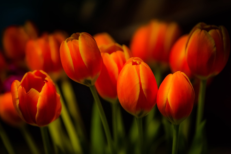 petal, Peninsula, beauty In Nature, springtime, season, 5K, red, tulip, nature, SmugMug, USA, flowers, United States of America, Mountain View, flower