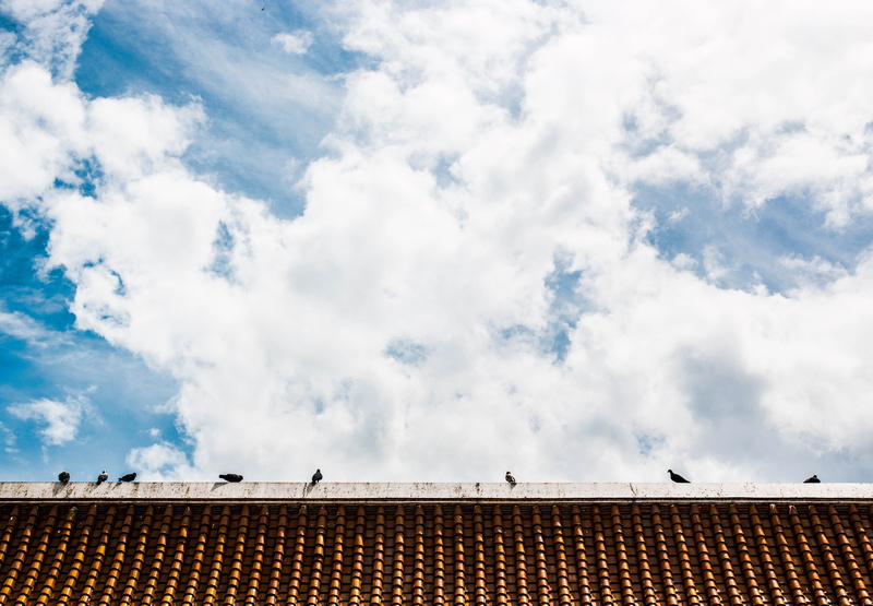 tourists atrractive place, 4K, wat benchamabophit, built structure, roof, roof tile, white heaven, high section, animal, thailand, cloud - sky, sky, low angle view