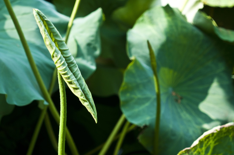 hawthorn, day, freshness, no people, leaf, agriculture, 4K, green color, plant part, plant, close-up, food, lotus leaf, curly, fragility, outdoors, selective focus