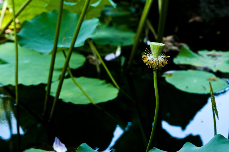 freshness, flowering plant, 4K, water, growth, start garden, fragility, hawthorn, flower, vulnerability, savage lotus, pollen, suzhou, no people, nature