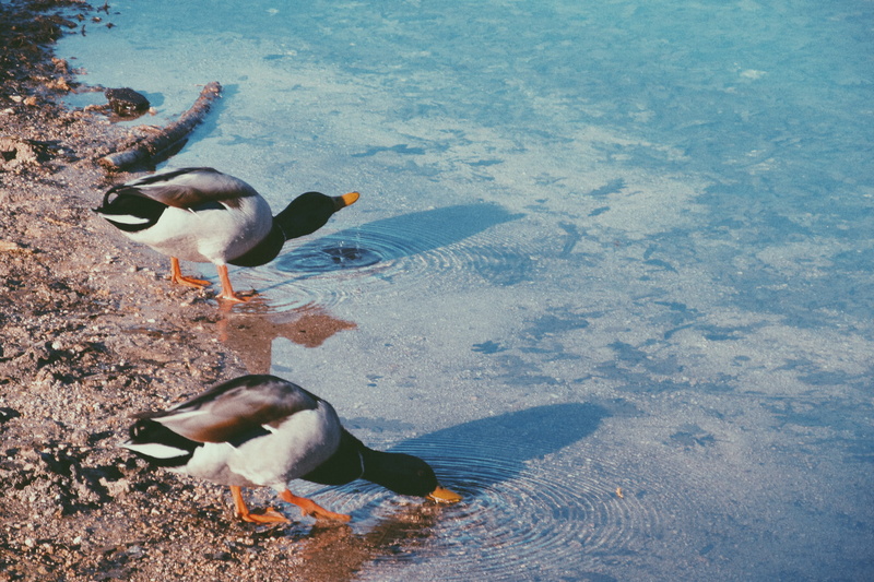 spain, lake, three animals, day, group of animals, animal wildlife, animals in the wild, animal, high angle view, agua, animal themes, poultry, beach, bird