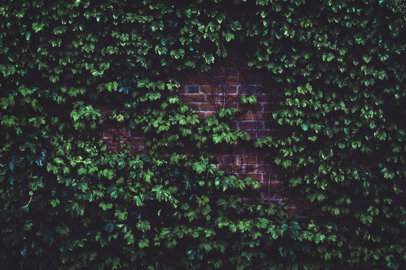 tree, green, no people, plant part, growth, foliage, leaf, creeper plant, architecture, window, wall, brick wall, outdoors, covered, building