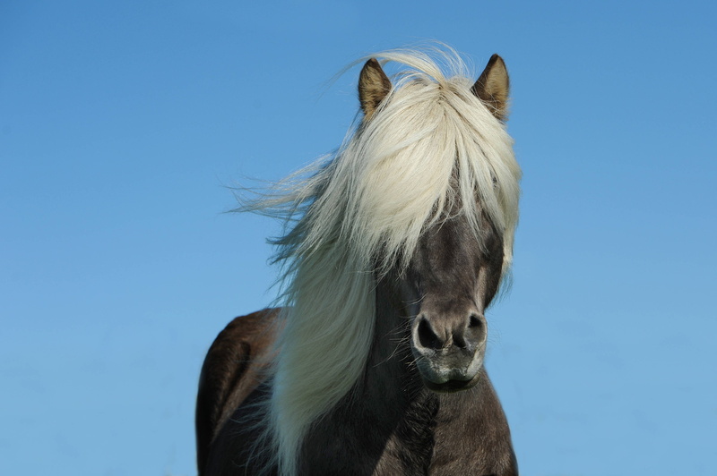 animal, mane, pony, 4K, icelanders, ride, horse