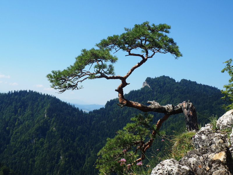 city szczawnica, outdoors, green color, no people, sky, green, dunajec, tree, bent tree, solid, sokolica, idyllic, rock, growth, tree mountain, nature