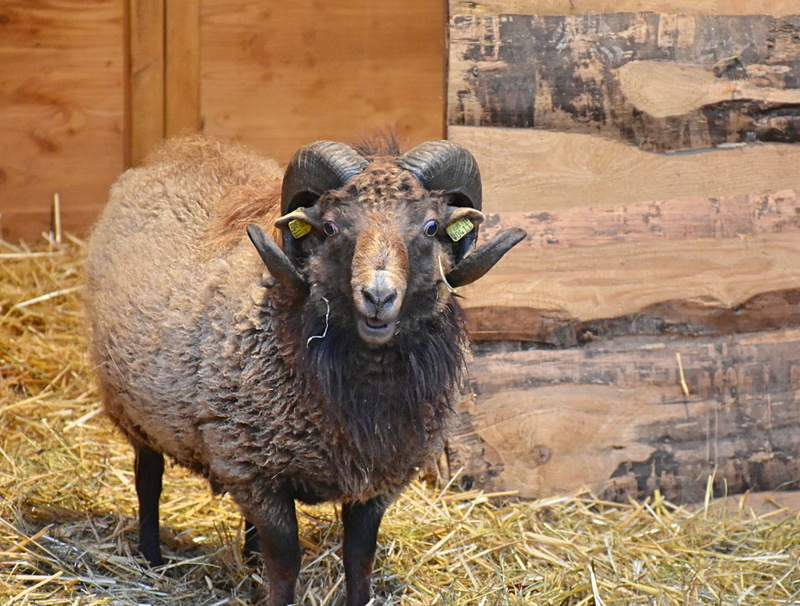 rotated, ram, bock, animal world, animal portrait, black, domestic, male, bent, horns, horned, 2K, white, outdoors, vertebrate, standing, livestock, pets