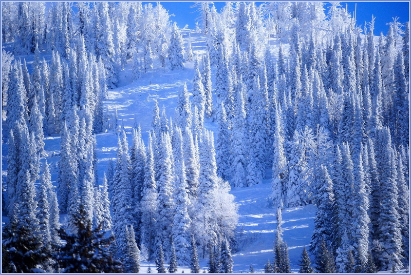 1080P, holidays, dry trees, pretty, nature, new year, covered, cold, sweet, festival, frosty, mountains, forest, snow, splen