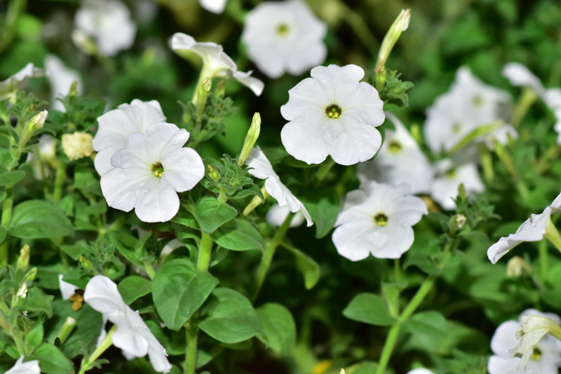 green color, plant, inflorescence, white color, petal, growth, beauty in nature, day, no people, flower, leaf, focus on foreground, nature, 5K, dubai