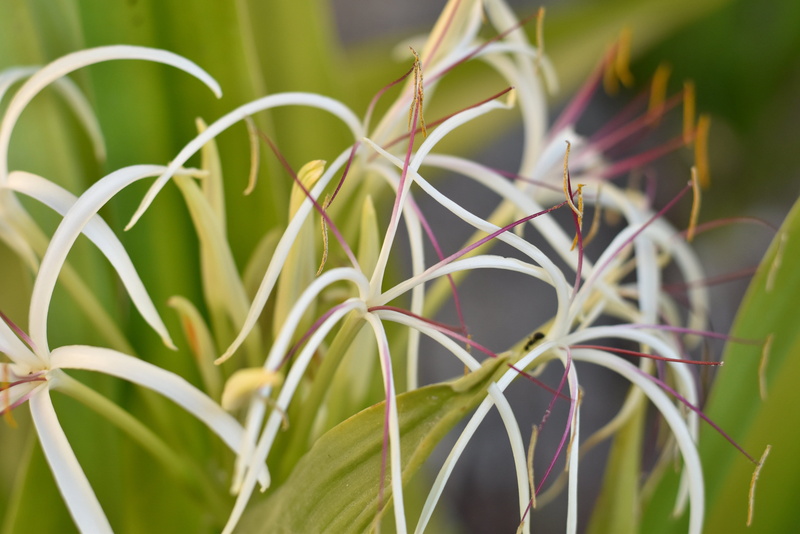 flower, nature, day, plant, no people, animals in the wild, growth, close-up, outdoors, dubai, plant part, 4K, buds and white flower, blade of grass, floral