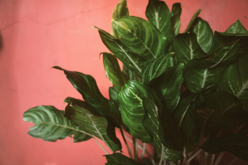 lush, close-up, wellbeing, green, leaf, flower, herb, red, chinese, close, food and drink, focus on foreground, 4K, freshness, pink, flora, near, indoors